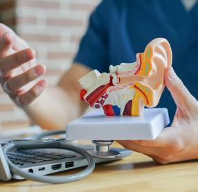 Audiologist holding model of ear
